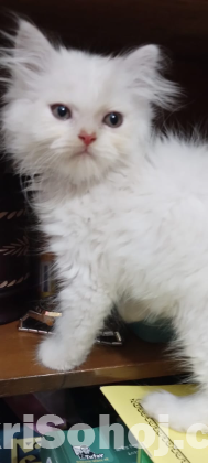 Persian male cat traditional